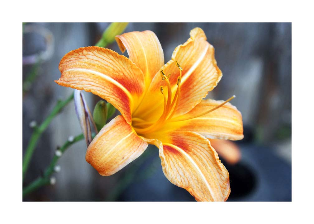 003pr_v Orhideja - Slika 1