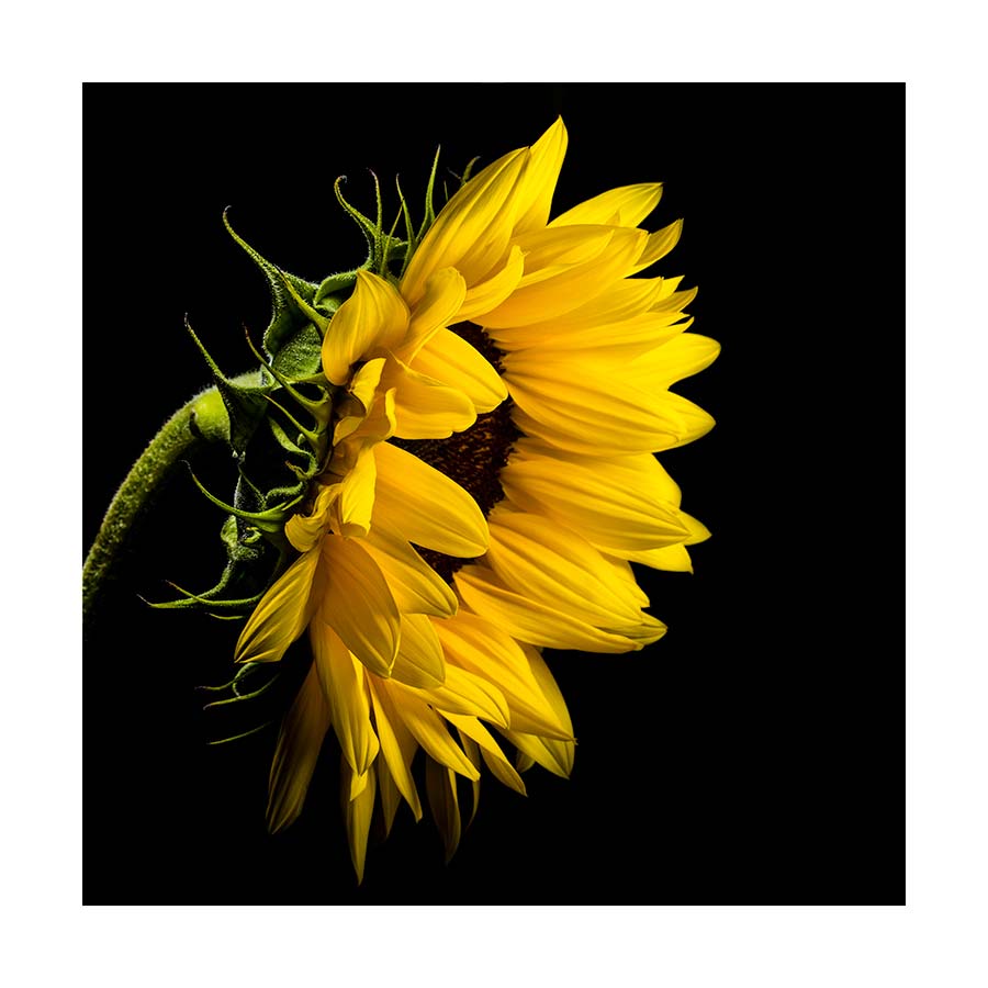 004pr_v Suncokret - Slika 1