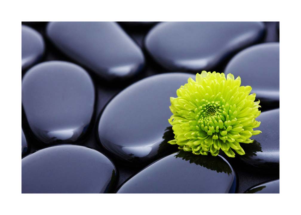 005pr_v Krizantema - Slika 1