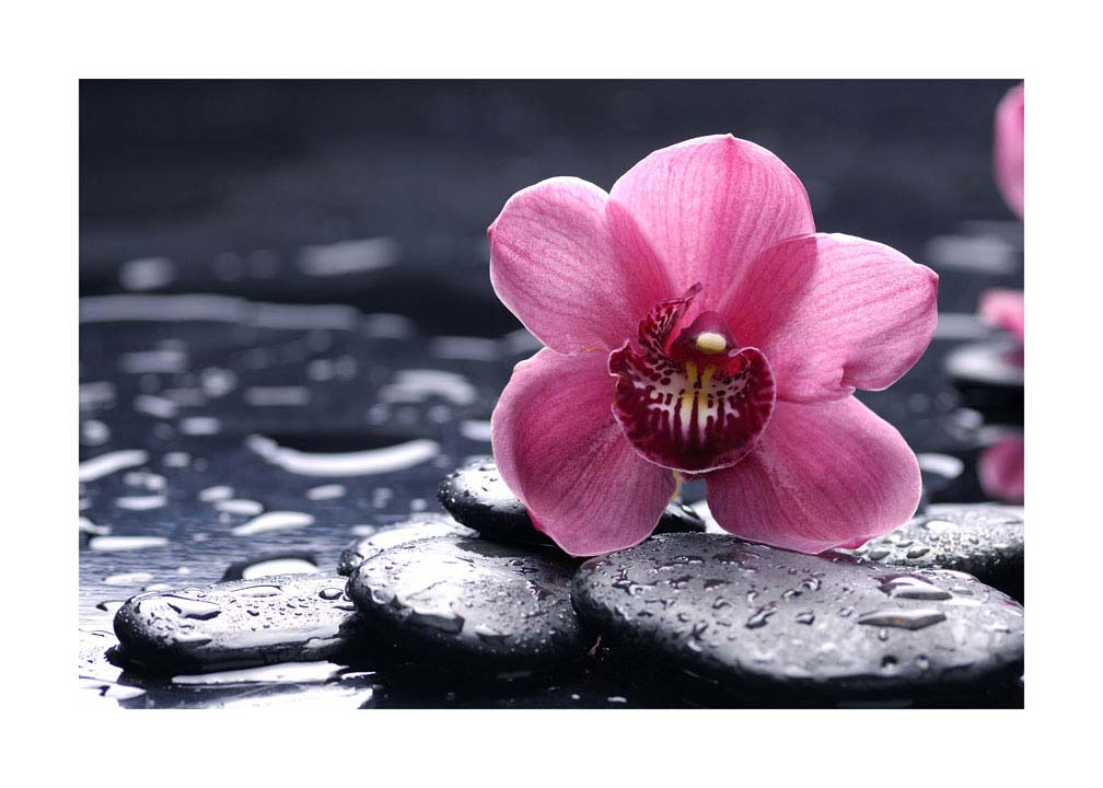 006pr_v Orhideja - Slika 1