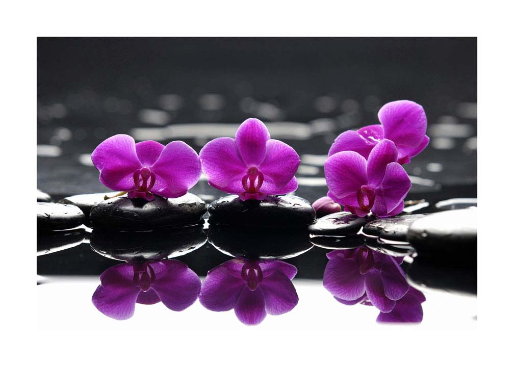 013pr_v Cvijeće na kamenu - Slika 1