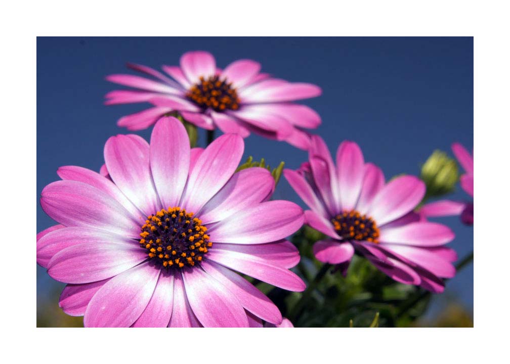 020pr_v Cvijeće - Slika 1