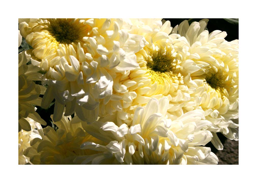 023pr_v Krizanteme - Slika 1