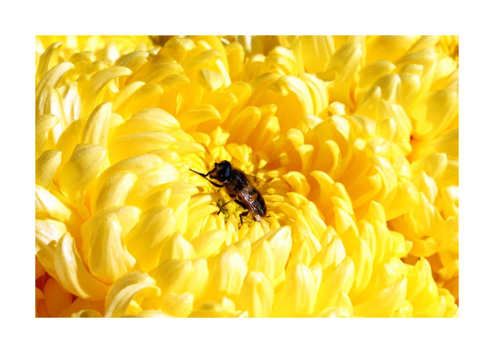 024pr_v Krizantema i pčela - Slika 1