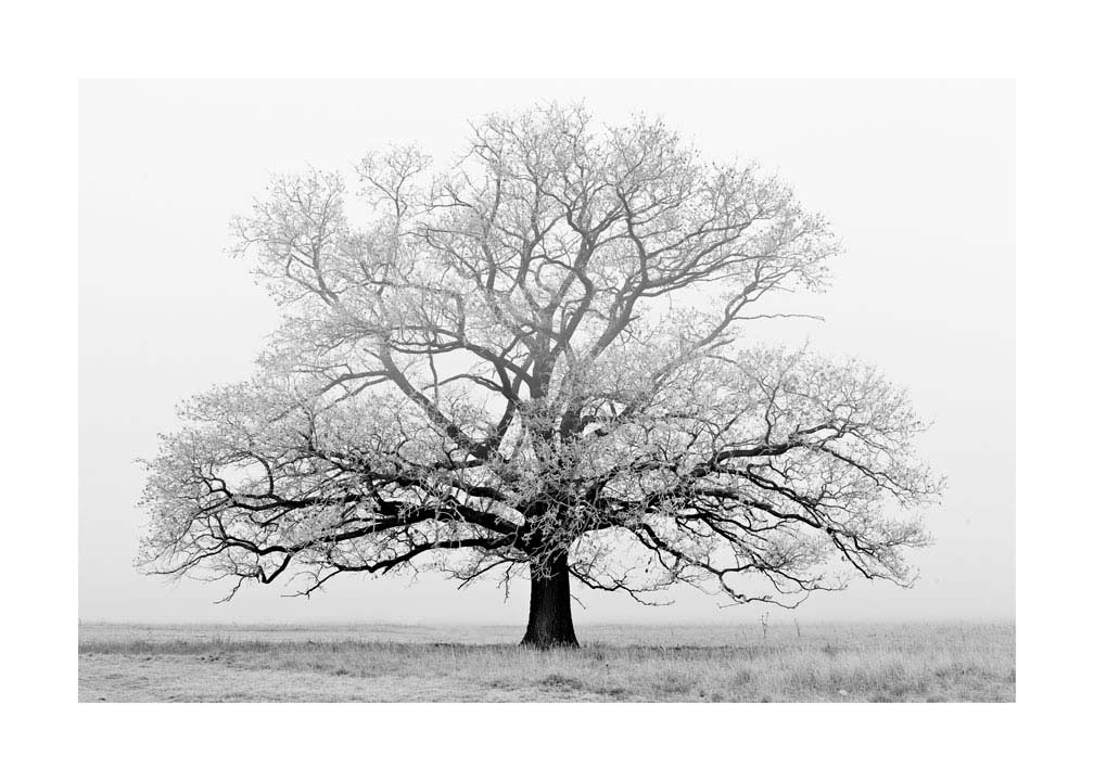 028pr_v Drvo u magli - Slika 1