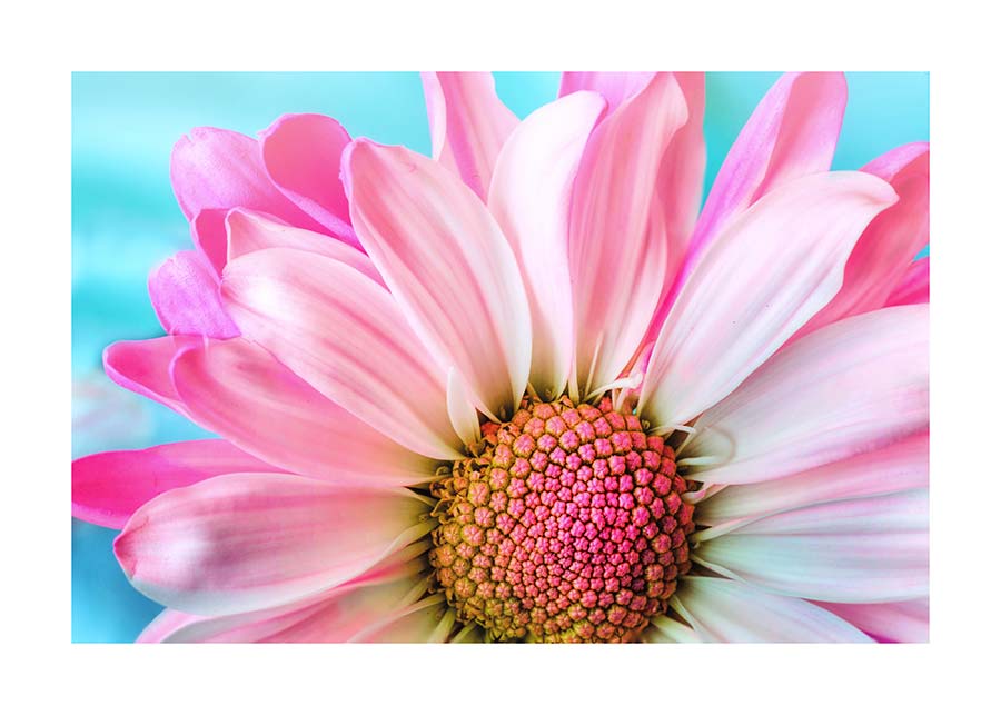 031pr_v Cvijet detalj - Slika 1