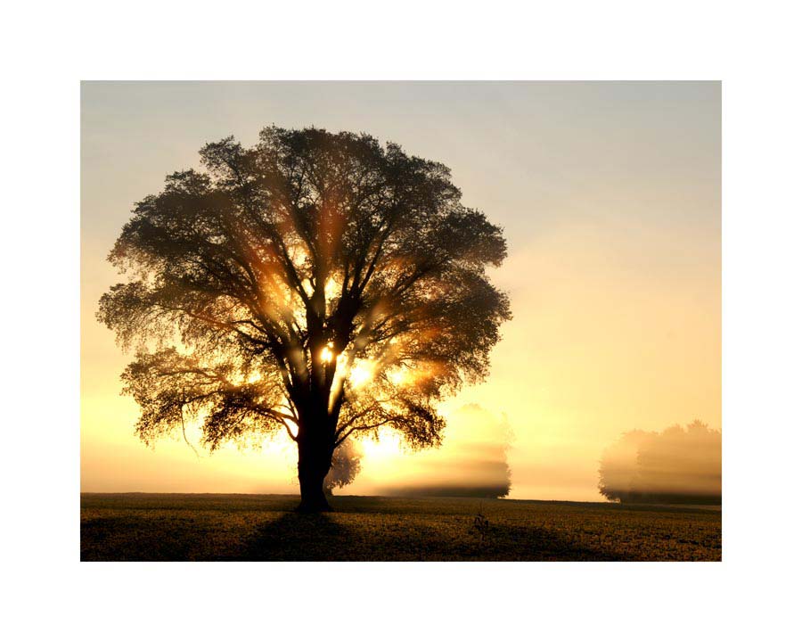 032pr_v Drvo u sumrak - Slika 1