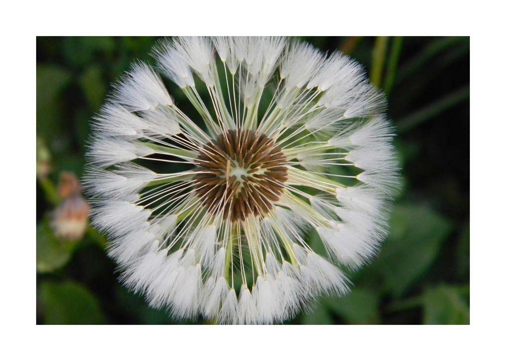 034pr_v Maslačak - Slika 1