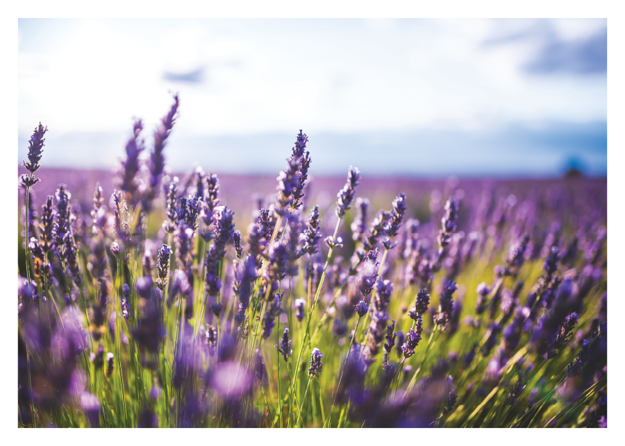035pr_vv Polje lavande - Slika 1