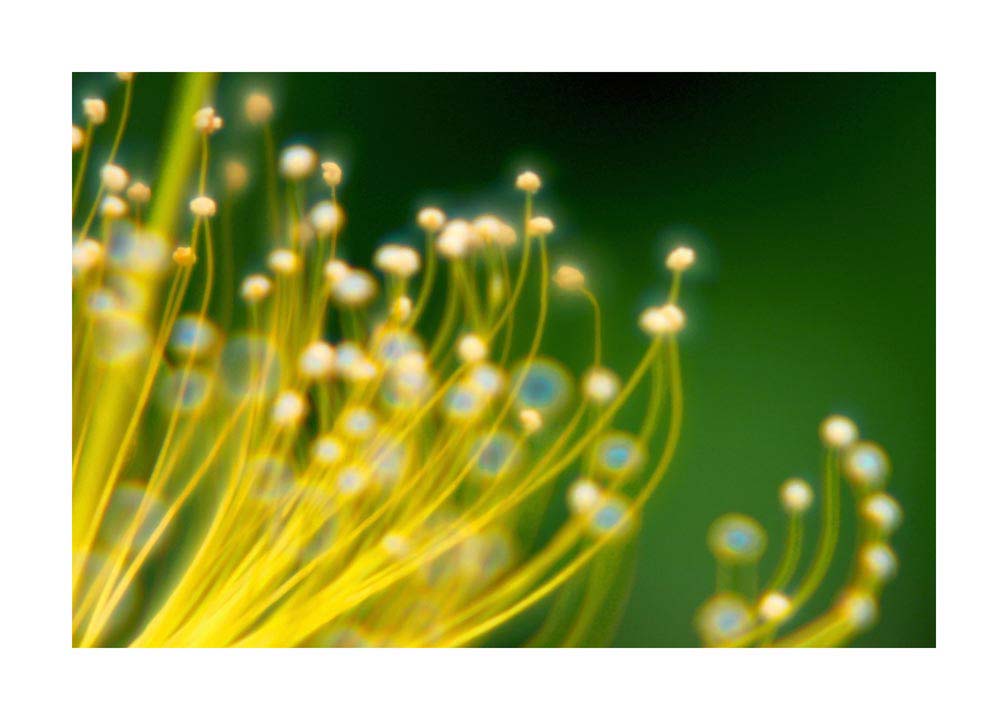 038pr_v Poljsko cvijeće - Slika 1