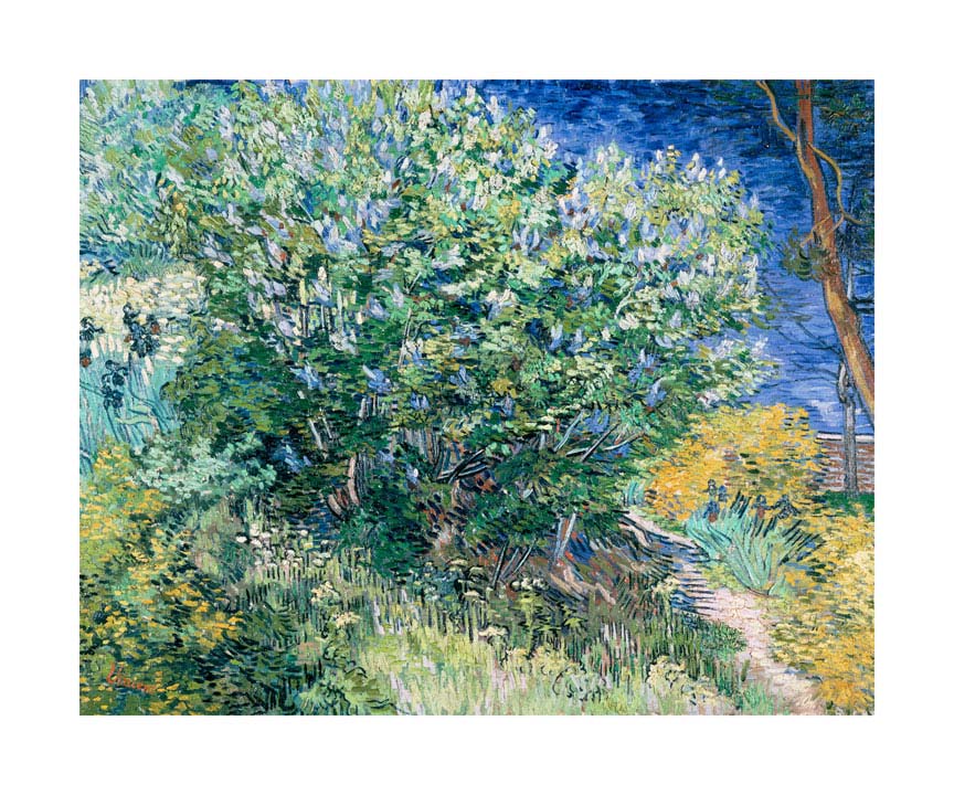 039fa_v Ljubičasti grm - Slika 1