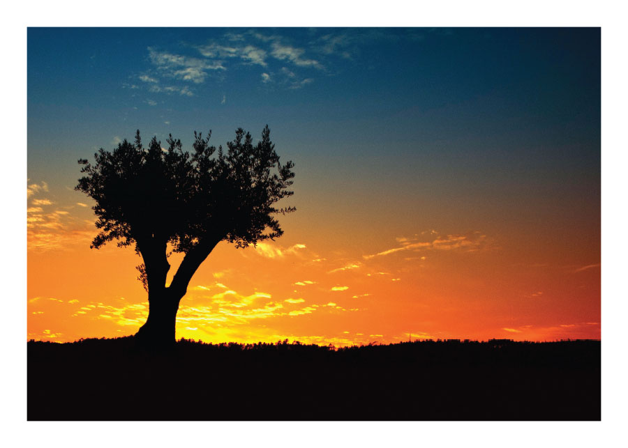 039pr_v Maslina - Slika 1