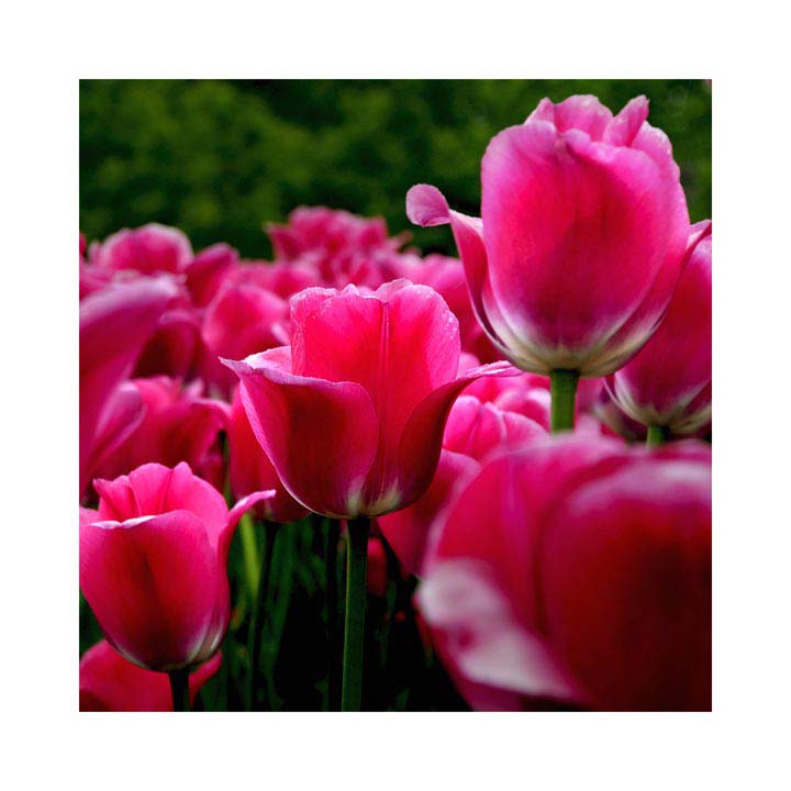 040pr_v Ruže - Slika 1