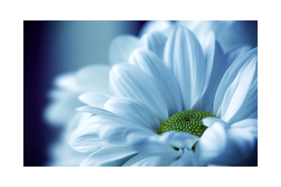 044fa_v Ledeni cvijet - Slika 1