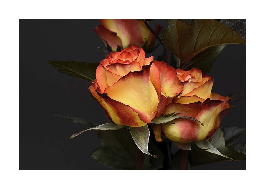 047pr_v Ruže - Slika 1