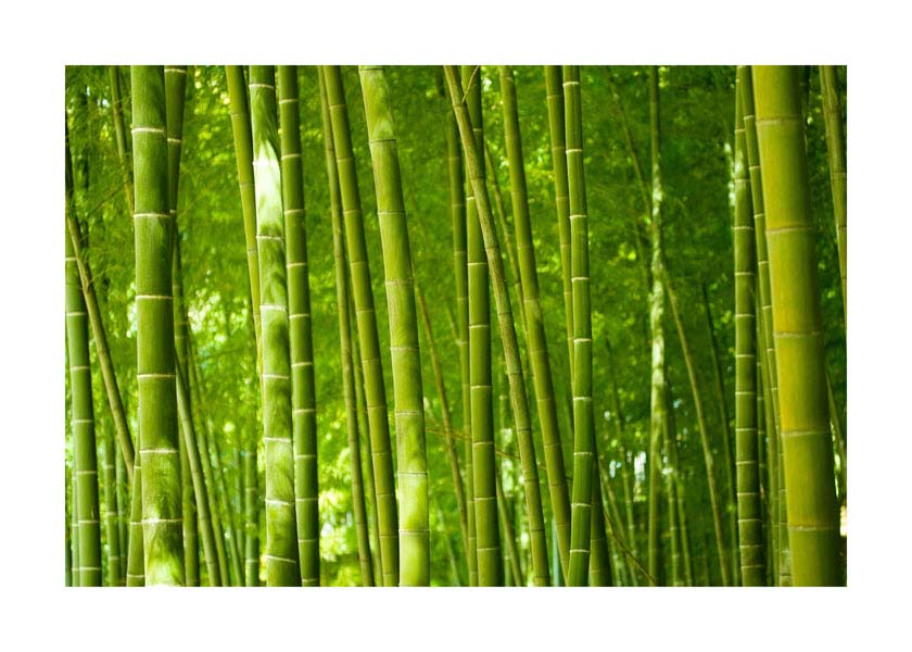 048pr_s1_bambus_v Bambus - Slika 1