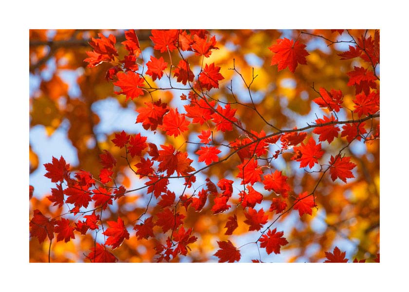 050pr_s1_jesen_v Jesensko lišće - Slika 1