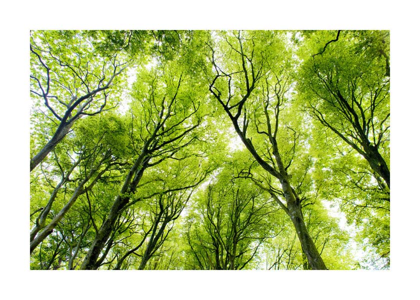 051pr_s1_krosnja_v Šuma - Slika 1