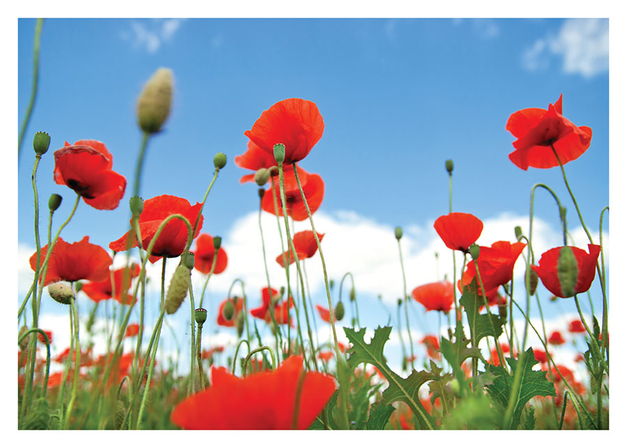 052pr_v Makovi - Slika 1