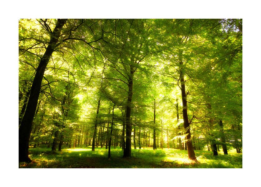 053pr_s1_suma_v Šuma - Slika 1