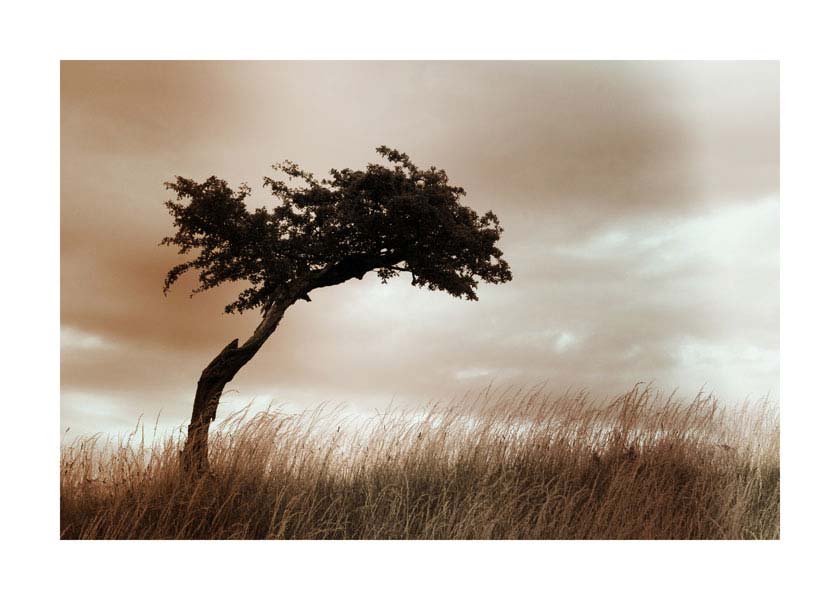 055pr_s2_samodrvo_v Samo drvo - Slika 1