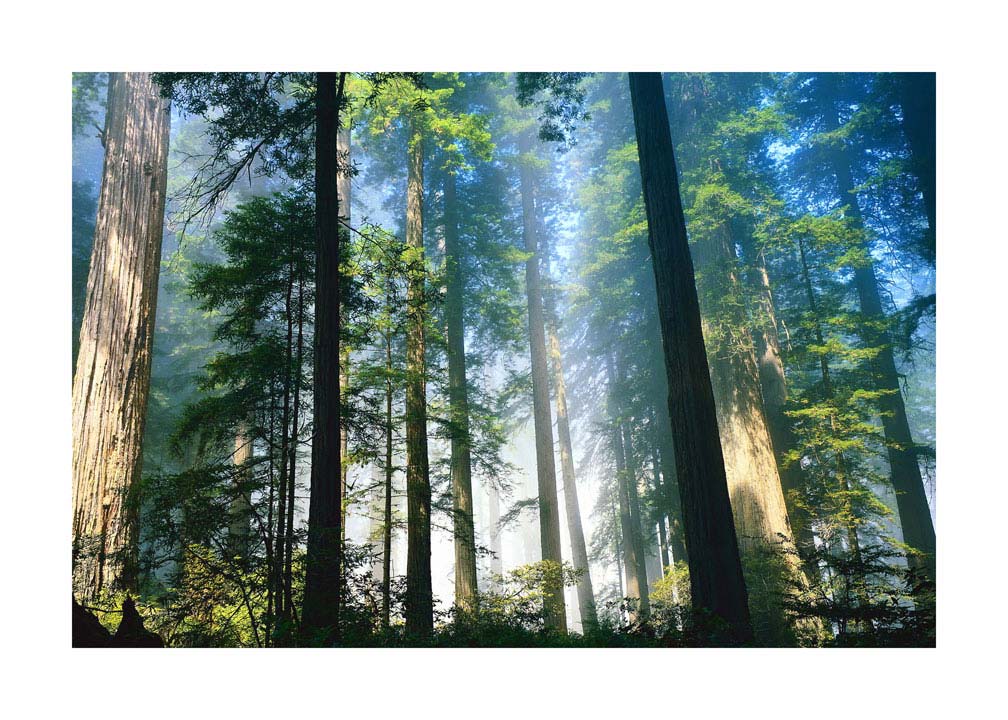 056pr_v Šuma - Slika 1