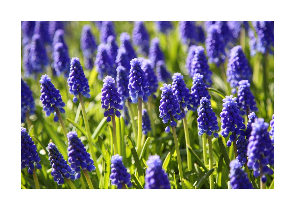 060pr_v Cvijeće - Slika 1