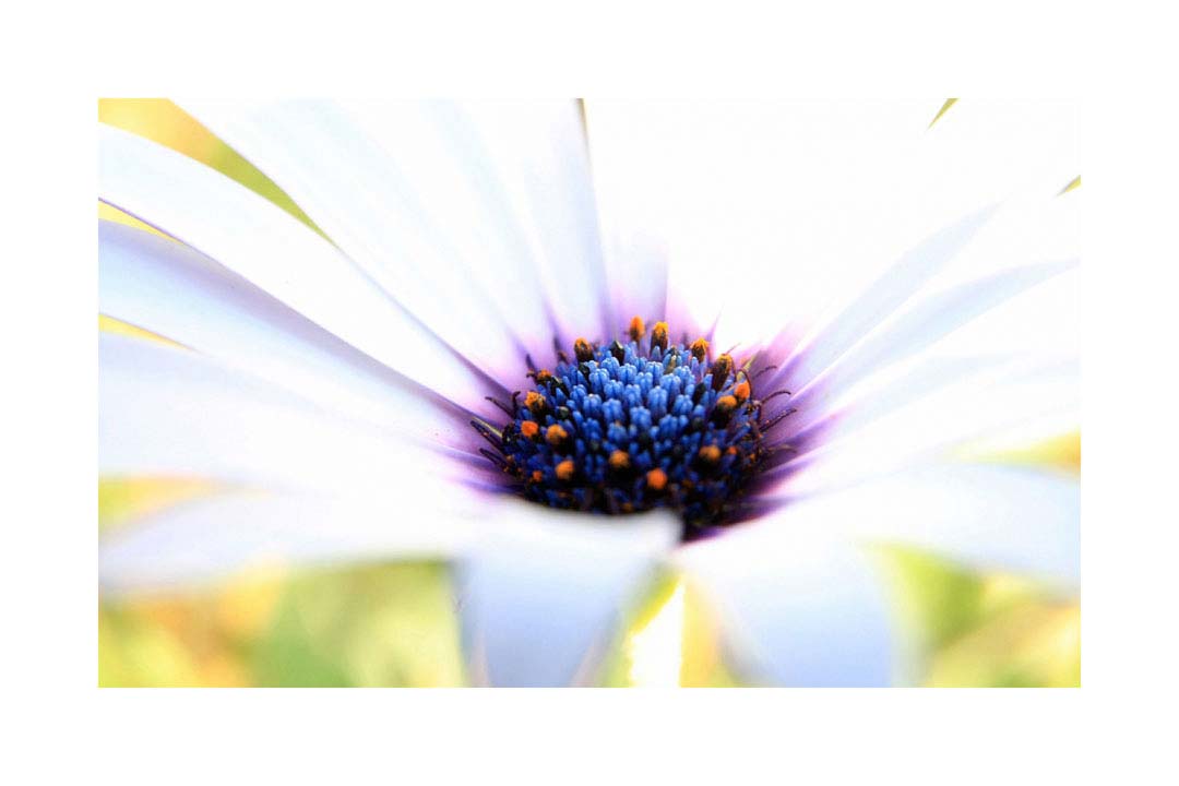 061pr_v Cvijet - Slika 1