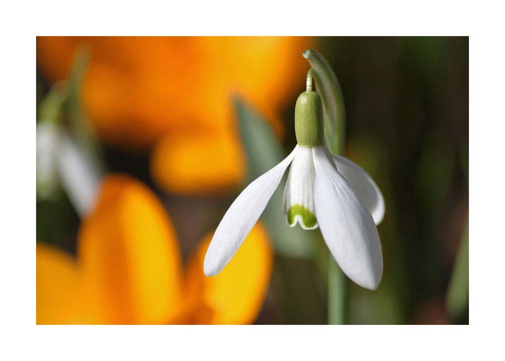 063pr_v Proljeće - Slika 1