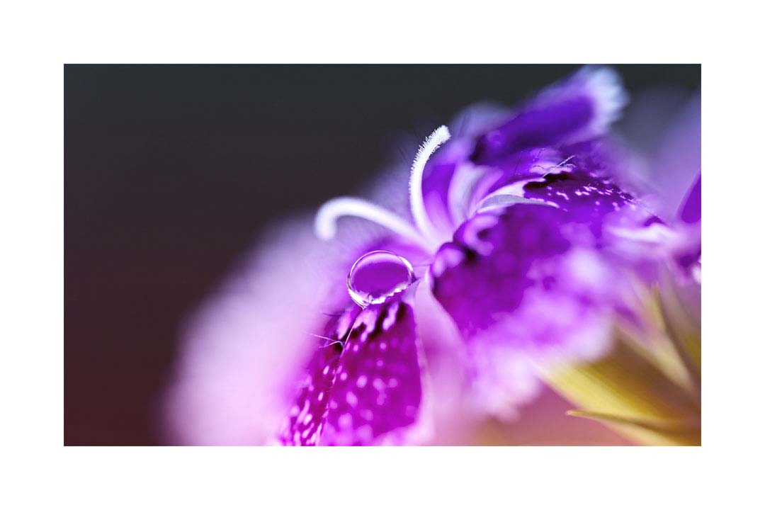 064pr_v Cvijet detalj - Slika 1