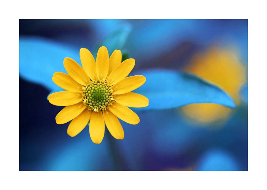 068pr_v Žuti cvijet - Slika 1