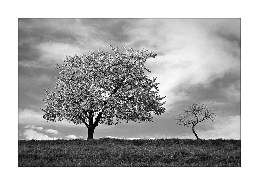 069pr_v Drvo - Slika 1