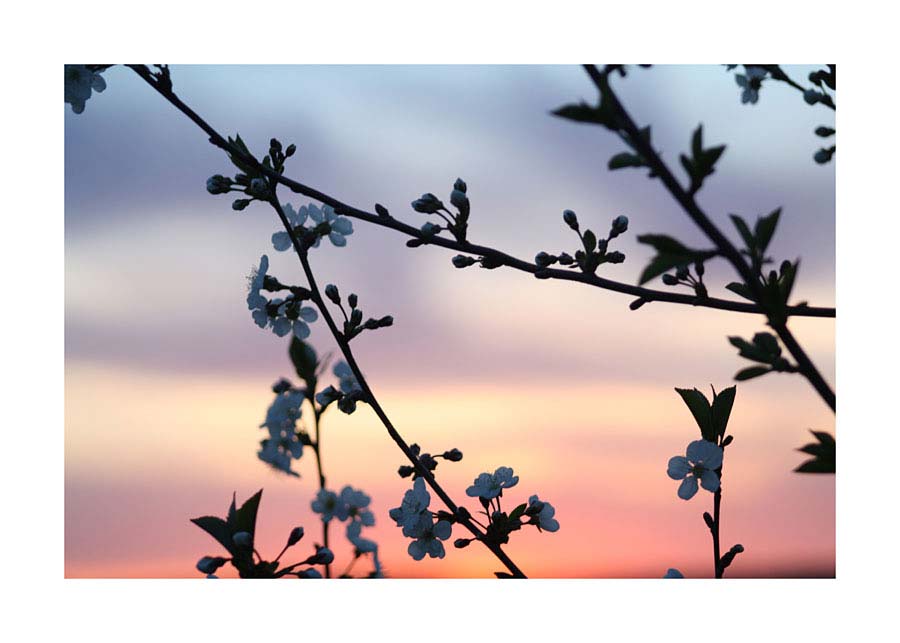 070pr_v Proljeće - Slika 1