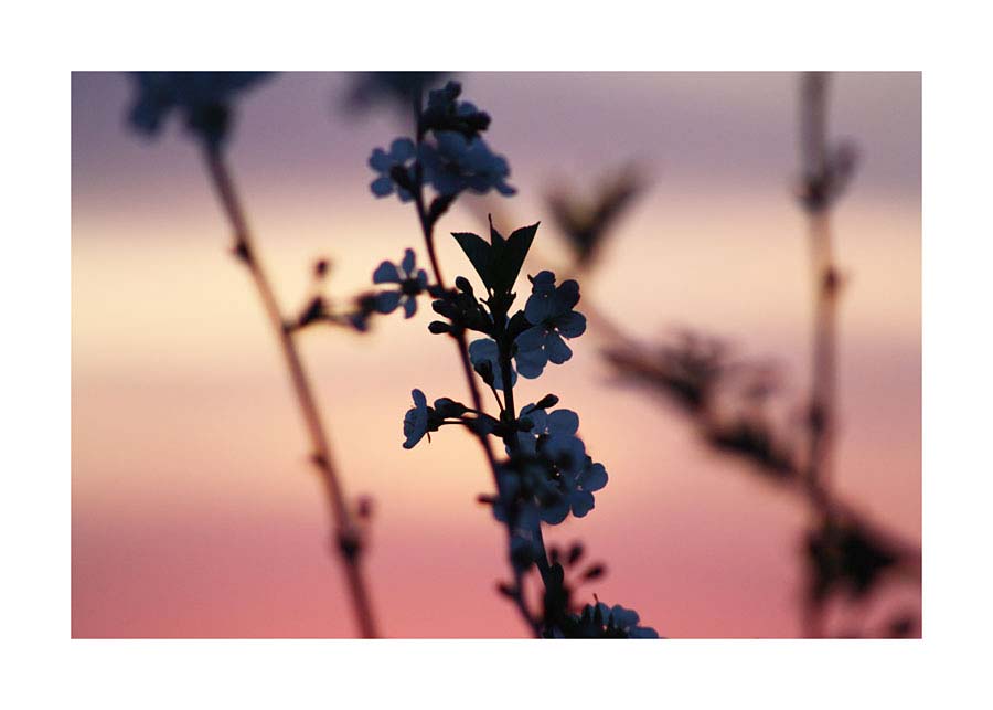 071pr_v Proljeće - Slika 1