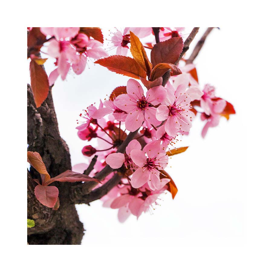 072pr_v Cvijeće - Slika 1