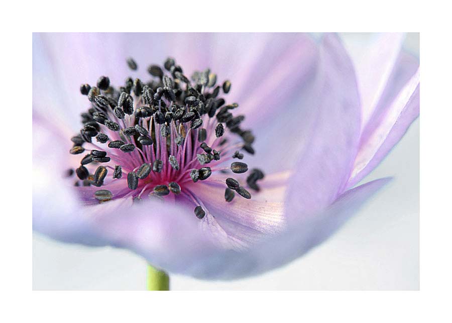 073pr_v Cvijet detalj - Slika 1