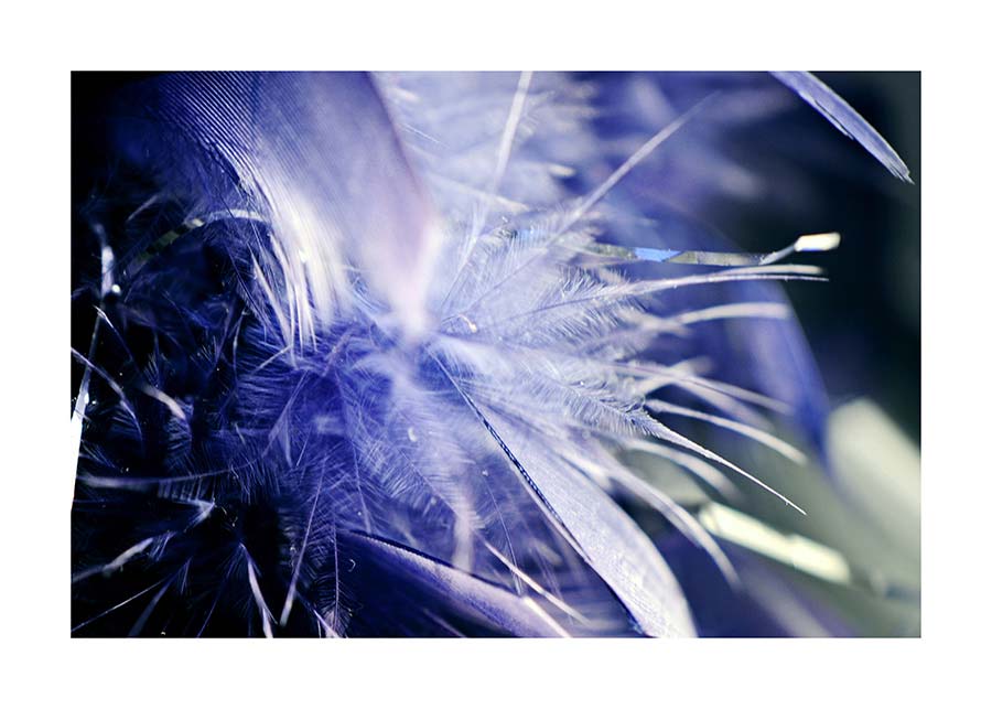 076pr_v Ljubičasto perje - Slika 1