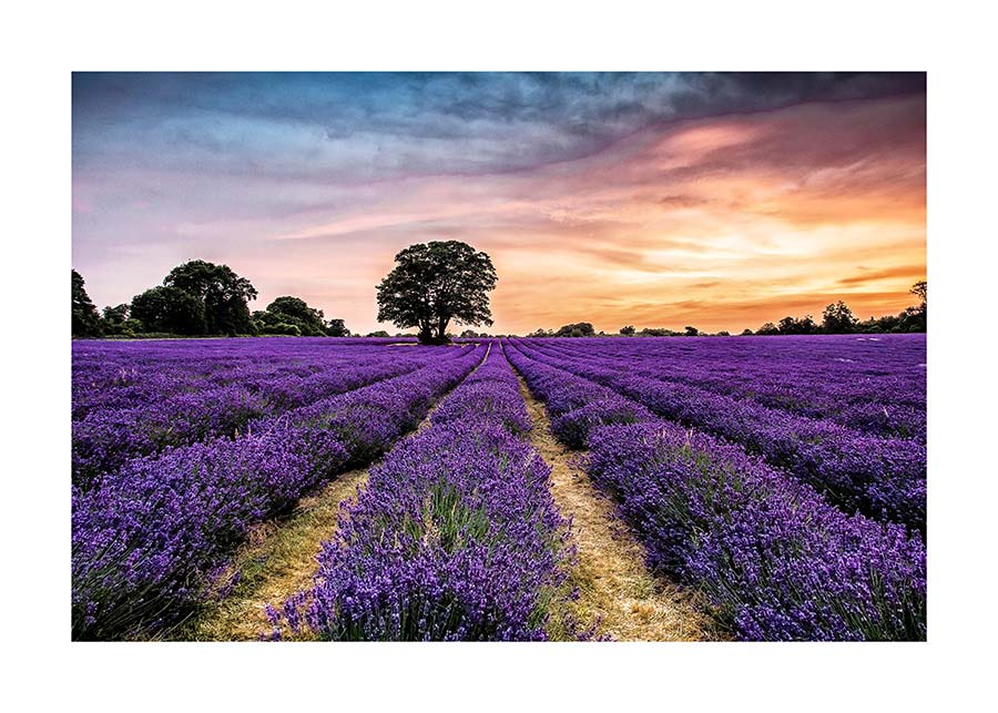 079pr_v Lavanda - Slika 1