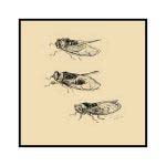 Tri cvrčka - Slika 2