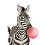 Zebra bubble gum