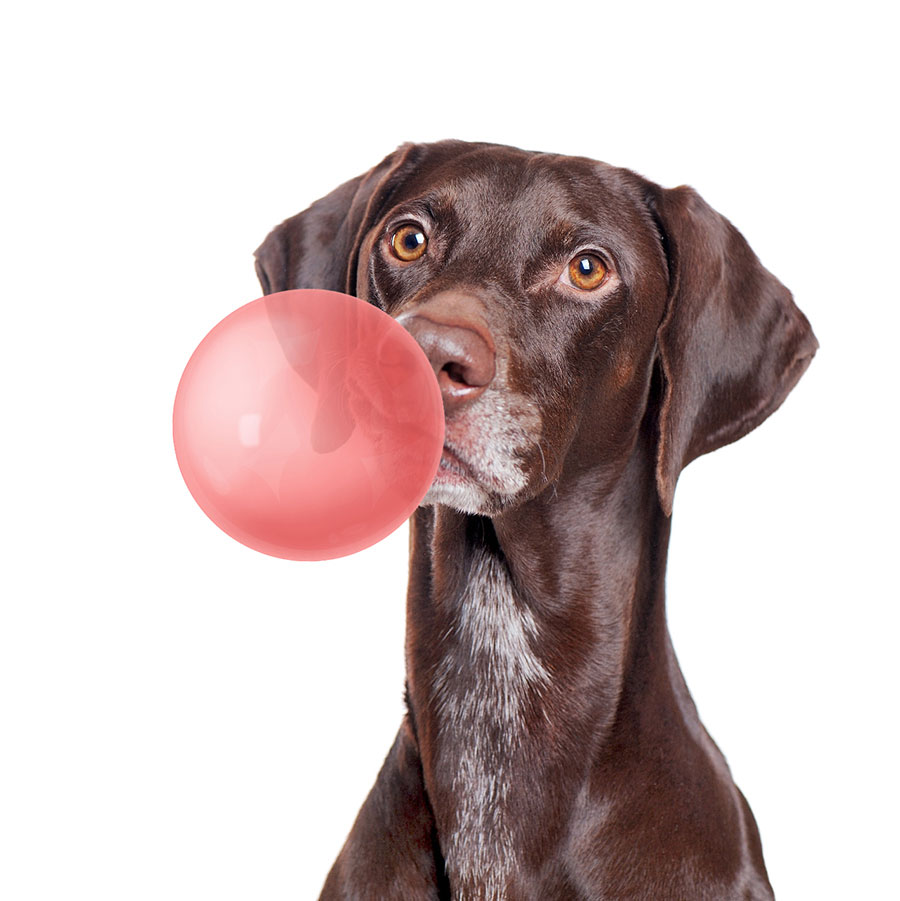 Basic RGB Dog bubble gum - Slika 1