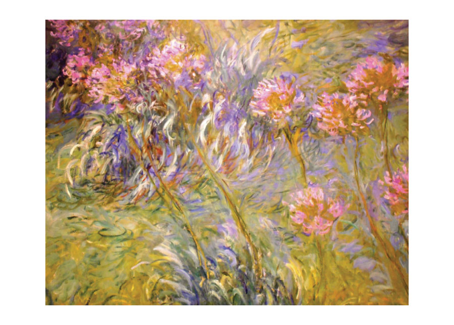 143fa_v Agapanthus - Slika 1