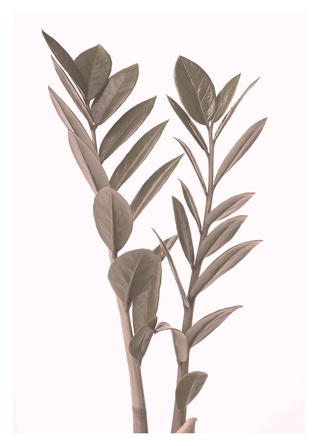 cv005_v zelena ljepotica