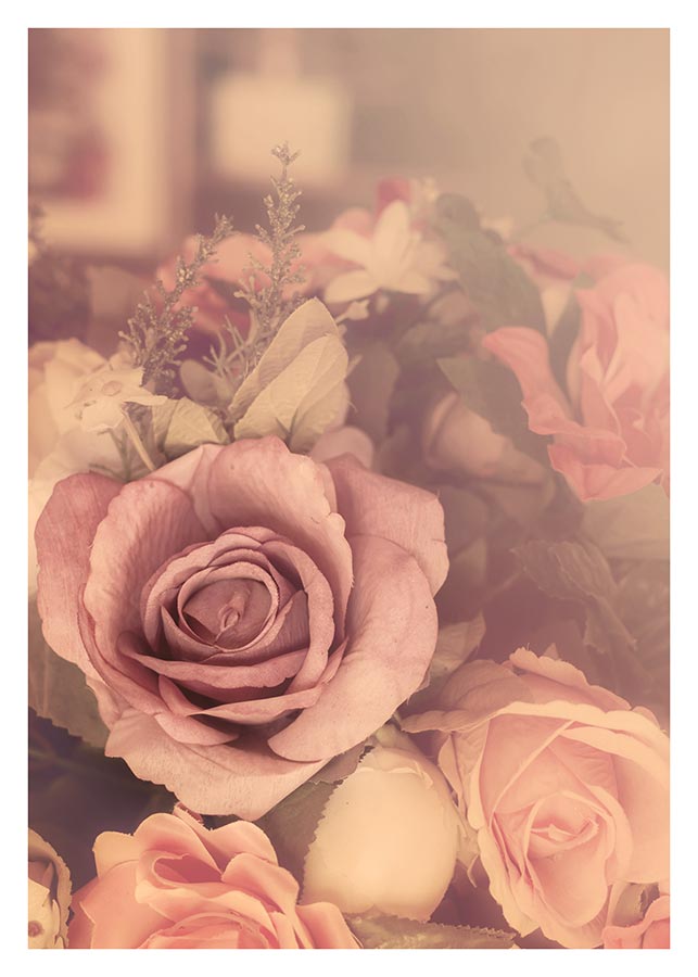 cv008_v Nježna ruža - Slika 1