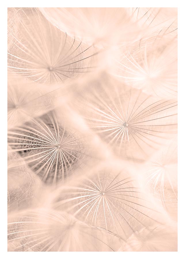 cv011_v Zona maslačaka - Slika 1