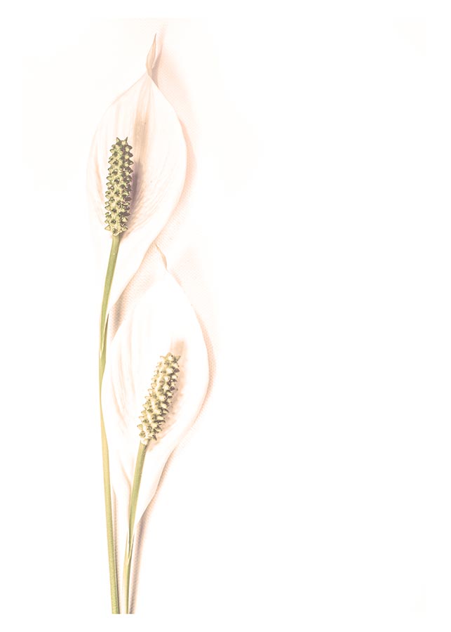 cv012_vv Nježna livada - Slika 1