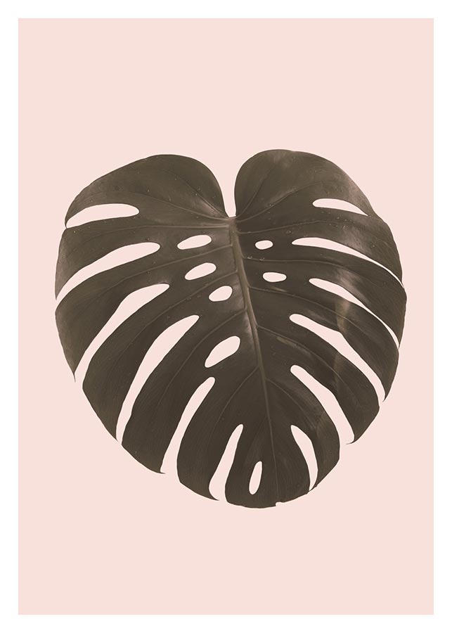 cv017_v Filodendron - Slika 1