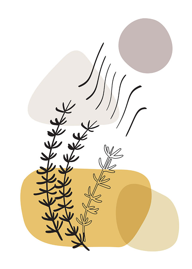 008il_a Ružmarin - Slika 1