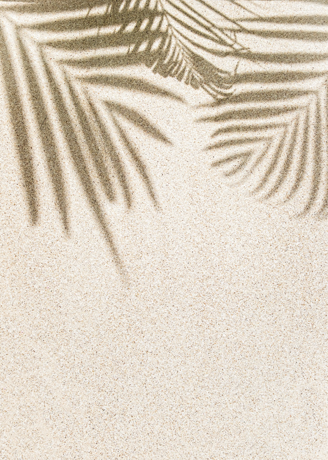 088pr_v Palma na pijesku - Slika 1