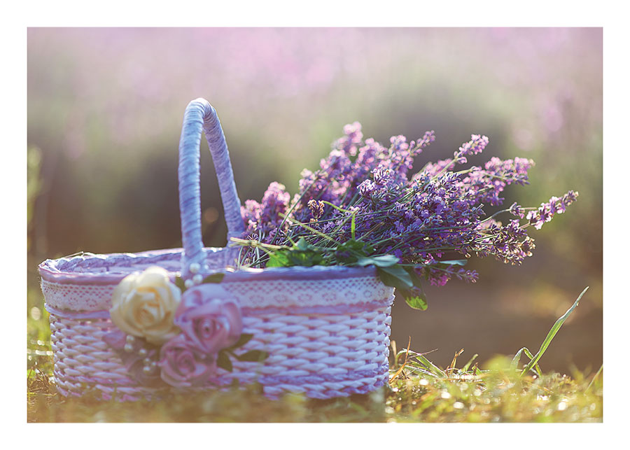 090pr_v Lavanda u pletenoj košarici - Slika 1